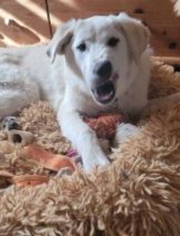 Hope ❤️sucht ihre Menschen - Kalkar