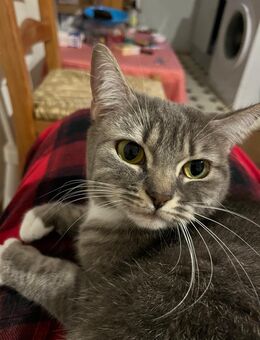 BKH Haus Katze Kitten - Hattingen