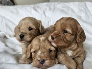 Cavalier King Charles/Pudel Welpen Cavapoo Doodle - Erfurt