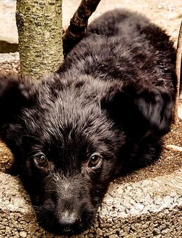 Kleiner Schäferhund Rüde sucht liebevolle Besitzer - Schkeuditz