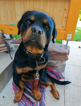 Rottweiler Rüde nicht kastriert - Oberreichenbach (Baden-Württemberg)