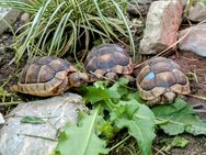 Breitrandschildkröten (Testudo Marginata) Nachzuchten 2024 - Königsbrunn