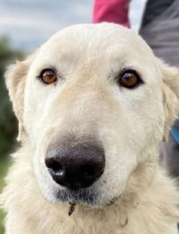 ZUZA braucht ein Zuhause - Gefrees