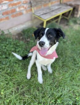 Connie - Aktive Junghündin sucht Zuhause - Berlin