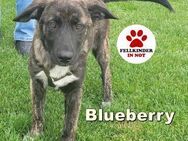 Welpenmädchen Blueberry sucht ihr Glück - Margetshöchheim
