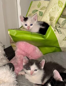 Zwei verspielte Kitten in liebevolle Hände abzugeben - Merzig