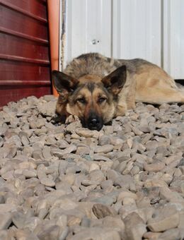 Pflegeestelle gesucht für unsere Jule - Celle