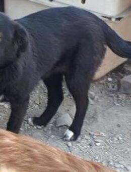 MISSI sucht erfahrenes Zuhause - Köln