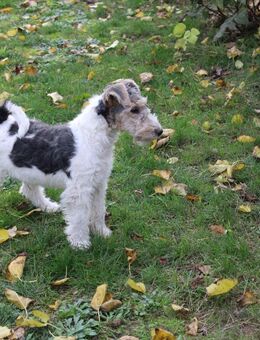 Drahthaar Foxterrier Welpen. #foxterrier. #hunde.#welpen - Steyerberg