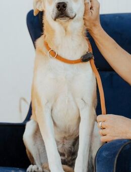 Sonnenschein Günes - Stuttgart