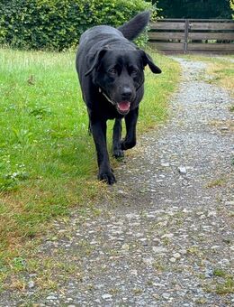 1. kleiner Mann sucht noch ein schönes zu Hause. - Loissin