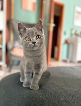 2 Wunderhübsche Mai Kätzchen BKH - Kitten ab August in liebevolle Hände anzugeben - Müden (Aller)