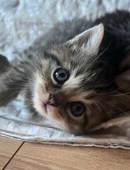 4 liebevolle und verschmuste kleine Schätze zu verkaufen - Wolfsburg