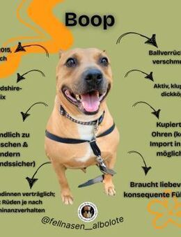 BOOP, m., kastr., Staff-Mix, ca. 45 cm - Sipplingen