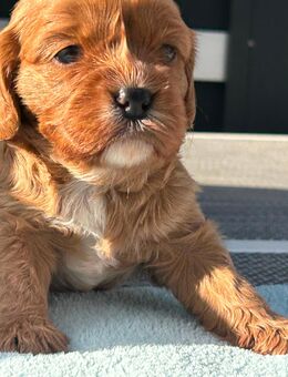 Cavapoo Welpen in Red Apricot Cavalier King Charles x Zwergpudel - Kamp-Lintfort
