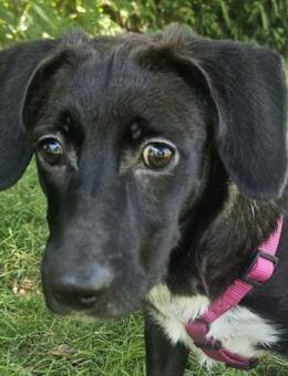 Ravena- ist bereit für die große Welt - Obertshausen