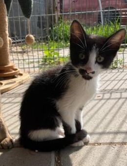 💕 Babykater Leo will die Welt entdecken - Eislingen (Fils)