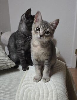 BKH katze(männlich) - Gelsenkirchen