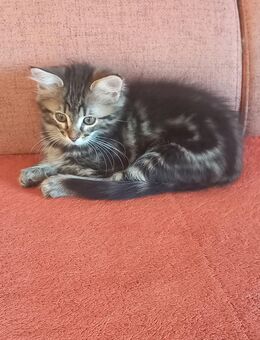 Norweger Kitten 500€ - Feldberger Seenlandschaft