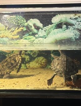 Wasserschildkröten Weibchen - Bad Salzuflen