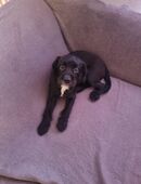 Muss leider meinen Hund angeben . in 12053