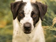 Django - Hemmoor