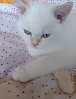 Sehr schönen BKH /Randol Kater - Marl (Nordrhein-Westfalen)