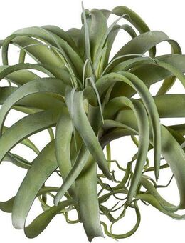 Kunstpflanze Tillandsie, Creativ green, Höhe 35 cm