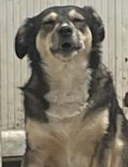 Dalia - die Aufmerksame 🐾 - Elsdorf (Nordrhein-Westfalen)