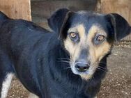 Linus - mit unsicherem Blick 🐾 - Elsdorf (Nordrhein-Westfalen)