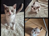 3 süße BKH Kitten - Hennef (Sieg)