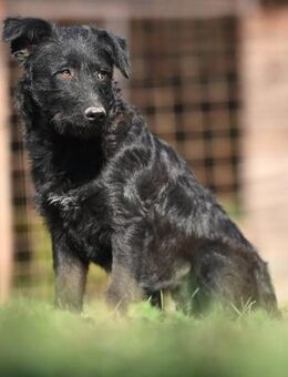 IVY - fröhlich, offen, menschenbezogen - Linden (Hessen)