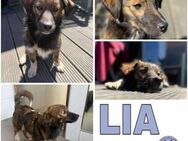 LIA -Traumhündin sucht Zuhause- - Duisburg