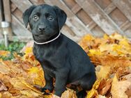 Labrador Welpen gelb/foxred und schwarz - Burow