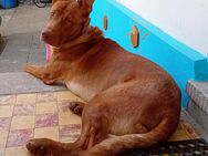 Schäferhund-Boerboel Rüde - Bad Wildungen