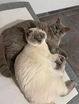 Bkh Dame sucht ein wunderschönes zu Hause - Witten