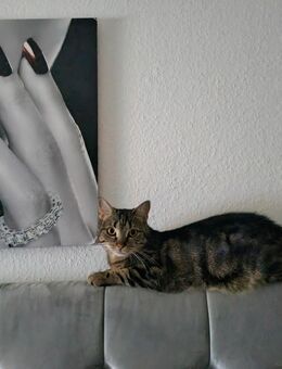 Katze sucht neues zu Hause - Hannover Mitte
