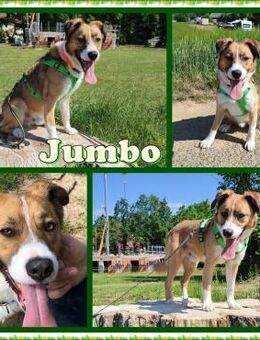 Jumbo sucht ein Zuhause - Margetshöchheim