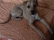 Labrador Mischling - Berlin Marzahn-Hellersdorf