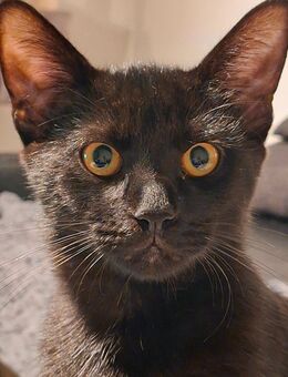 2 kater Geschwisterpaar abzugeben - Kempten (Allgäu)