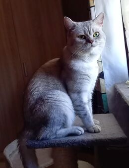BKH-Katze, Silbertiger Aris, Deckkater (nicht zum verkaufen !) - Ottenbach CH