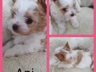 Yorkshire terrier welpen Biewer und Golddust - Emstek
