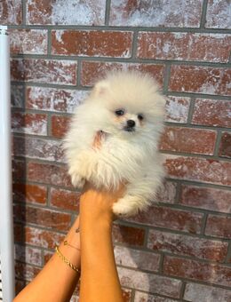 Pomeranian Zwergspitz Welpen - Hannover