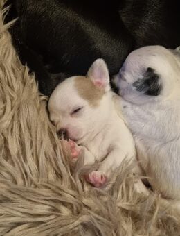Zuckersüße Chihuahua Welpen! - Dingolfing