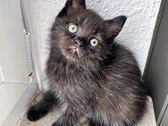 Süße schwarze Perser Mix Kitten abzugeben - Dorsten