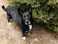 Wunderbarer Charly sucht seine Familie - Duisburg