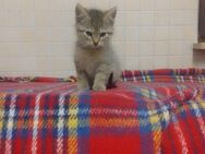 Katzenbabys - Friesoythe