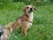 Zarte Amila sucht eine neue Familie - Kleinostheim