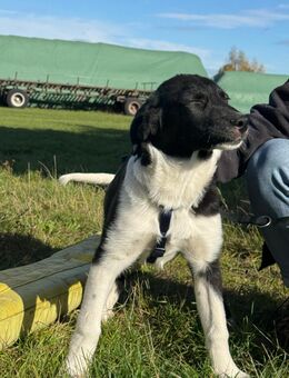 Unsere sehr menschenbezogene Cloe ca 5 Monate alt und ca 45 cm groß - Angern