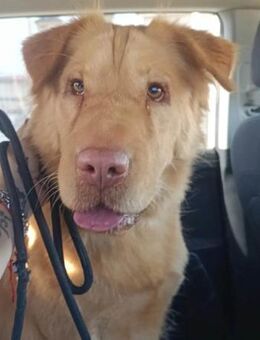 Nata konnte der Tötungsstation entkommen - Laatzen